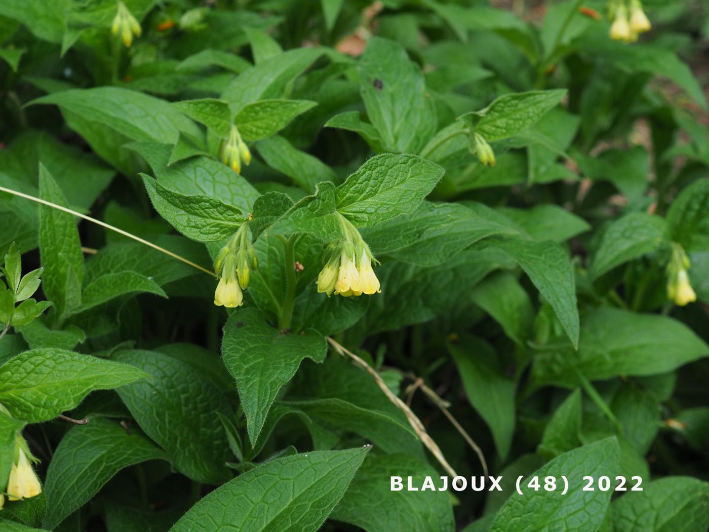 Comfrey, Tuberous plant